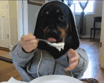 Wedding Day Don't #9 - GIF of dog in hoodie eating food at the table